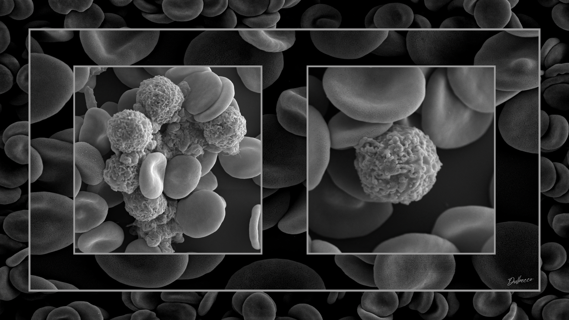 Ilustracion dulbecco